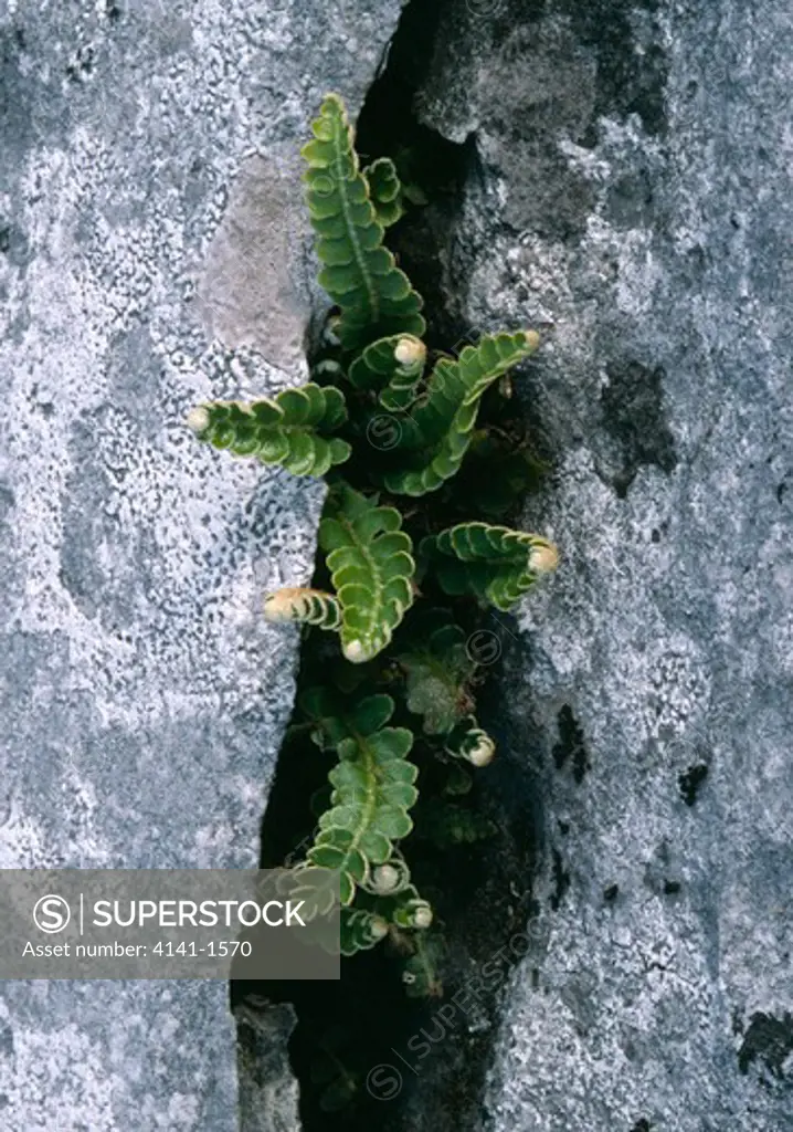 rustyback fern asplenium ceterach the burren, clare, sw eire 