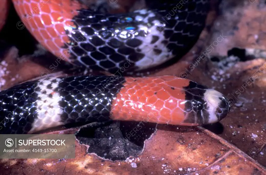 south american coral snake micrurus lemiscatus diutius ilha maraca, roraima, brazil. 