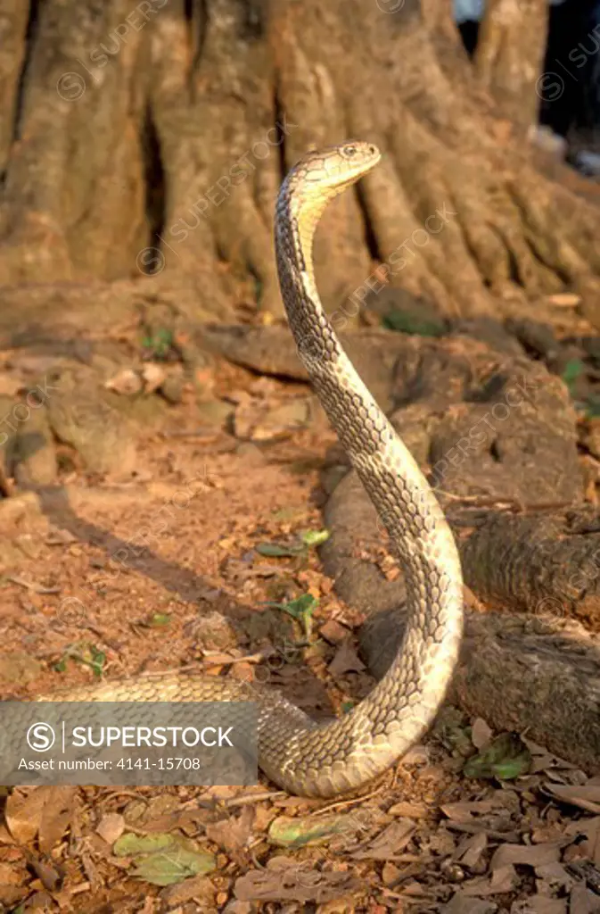 king cobra male ophiophagus hannah patia, orissa, india. 