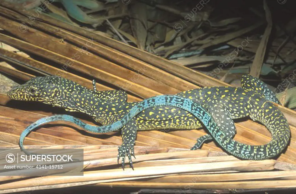 blue-tailed monitor lizard varanus doreanus papua new guinea & west papua (indonesia)