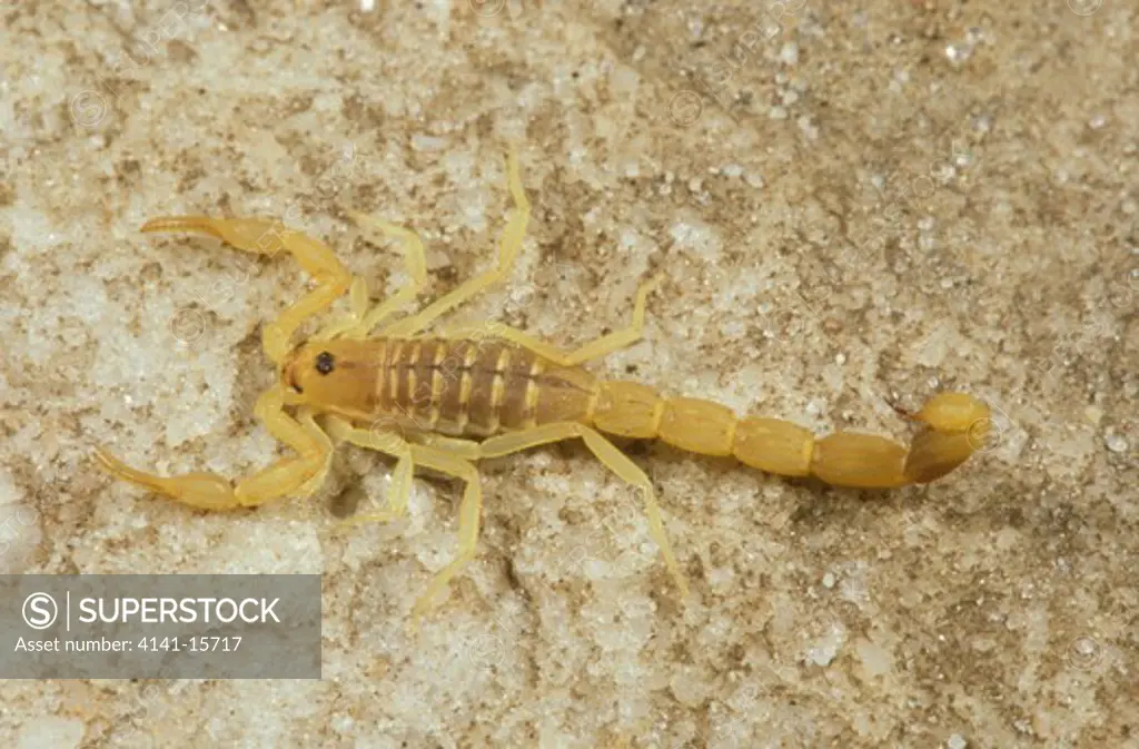 eastern 'tail-striker' scorpion uroplectes carinatus south-central & southeastern africa