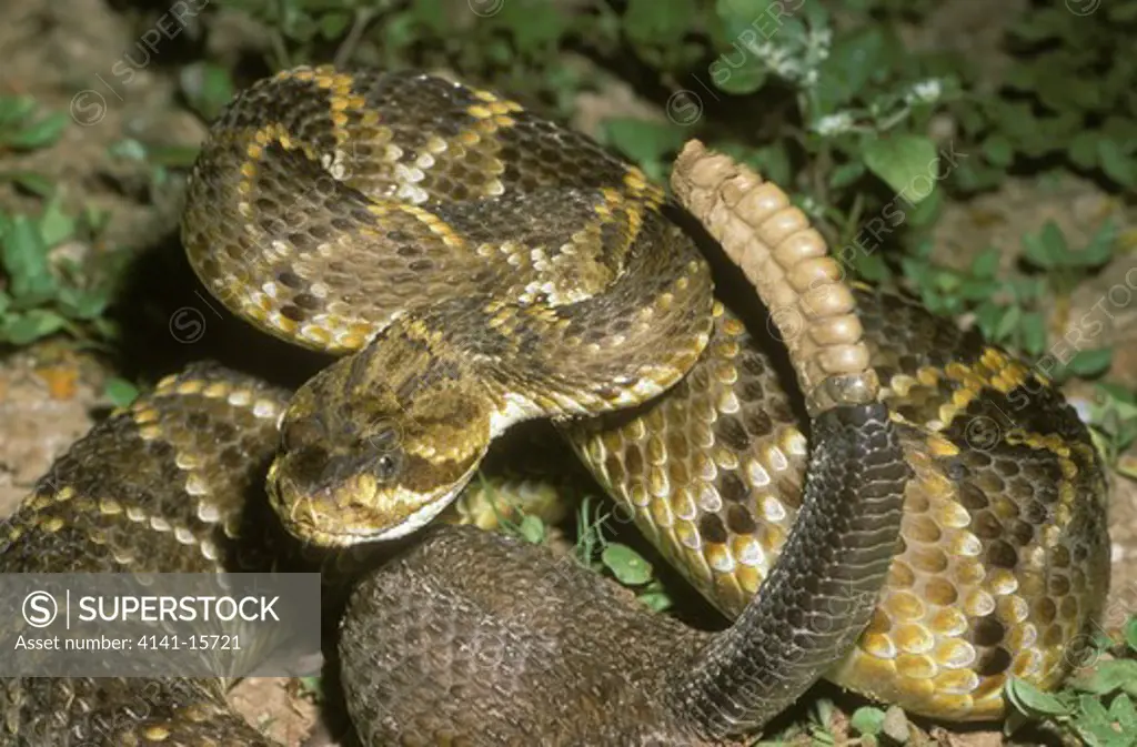 mexican west coast rattlesnake crotalus basiliscus northwestern mexico