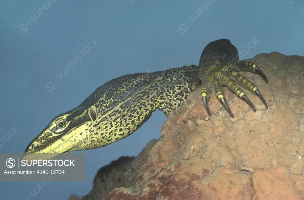 papuan savanna monitor lizard varanus panoptes horni southern papua new guinea & west papua (indonesia) alternative names: new guinea argus monitor lizard