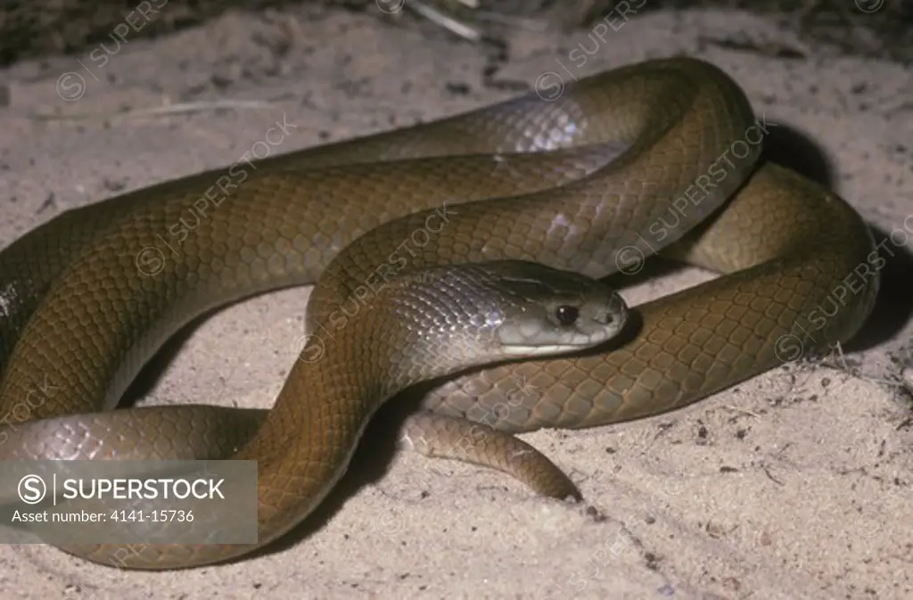 pygmy mulga snake pseudechis rossignolii southeastern west papua (indonesia), possibly southwestern papua new guinea