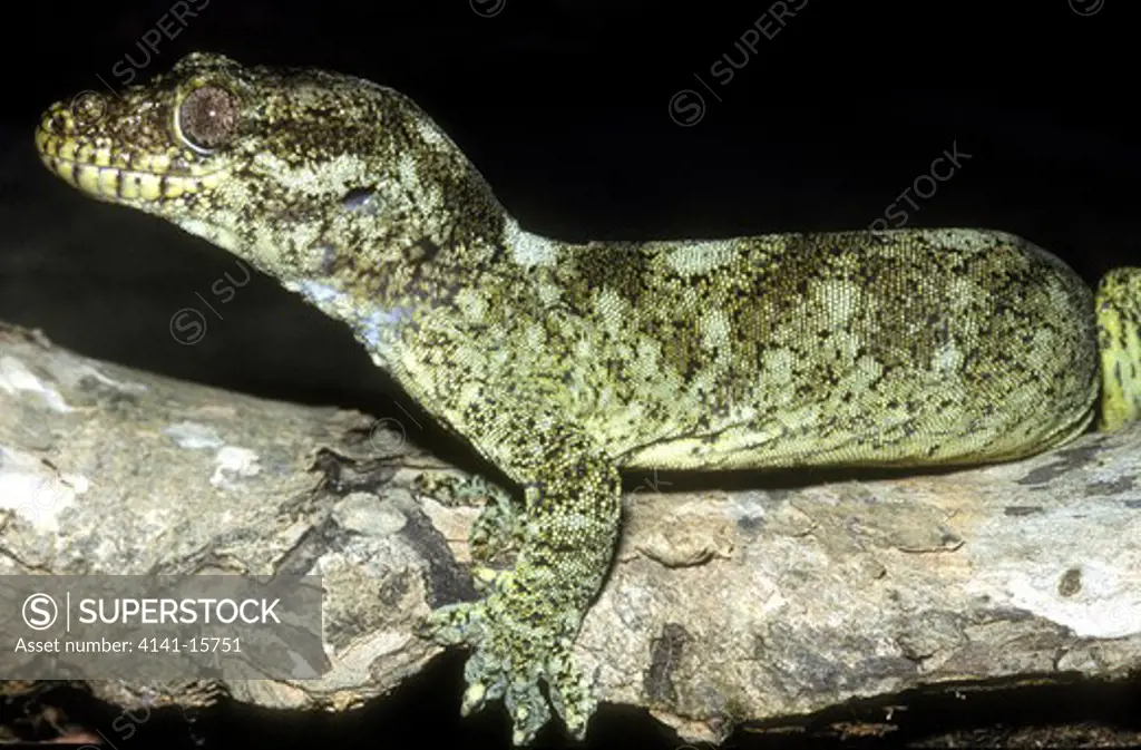 rough-snouted giant gecko rhacodactylus trachyrhynchus trachyrhynchus aoupinie, new caledonia 