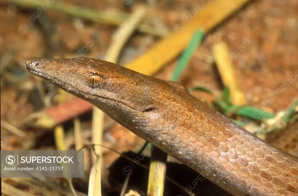 burton's snake-lizard,lialis burtonis,marble bar, pilbara, w.australia
