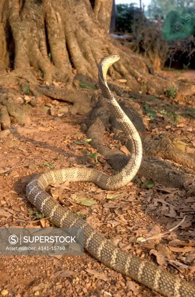 king cobra,ophiophagus hannah,male,patia, orissa, india.