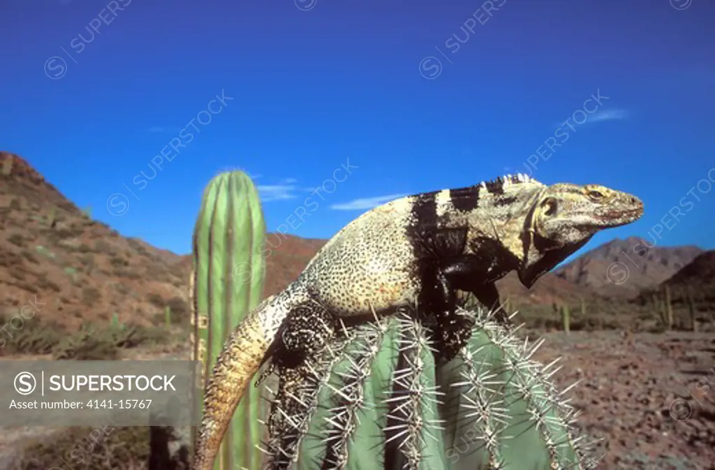 san esteban spiny-tailed iguana,ctenosaura hemilopha consiquosa,san esteban is., sonora, mexico