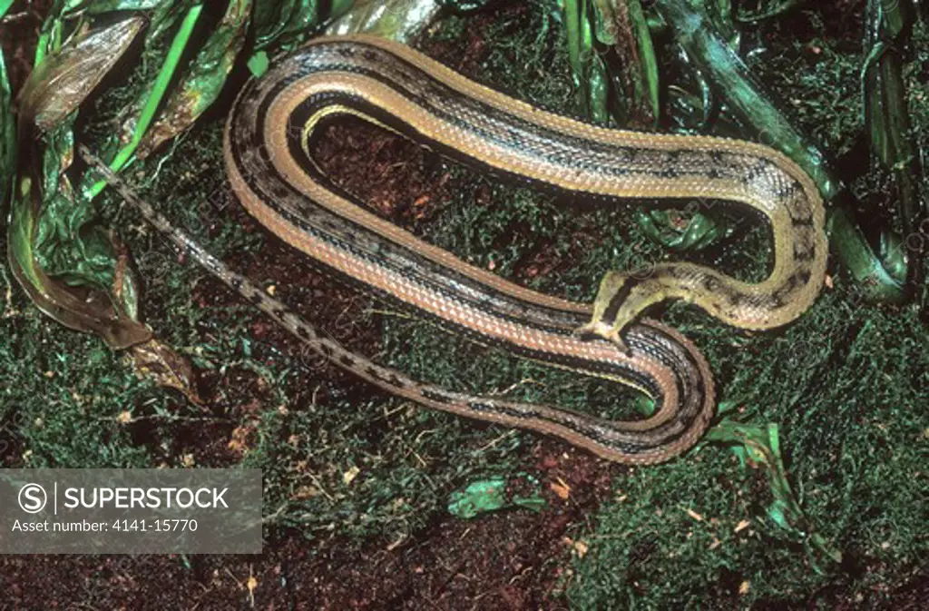 tentacled snake,erpeton tentaculatum,s.e.asia