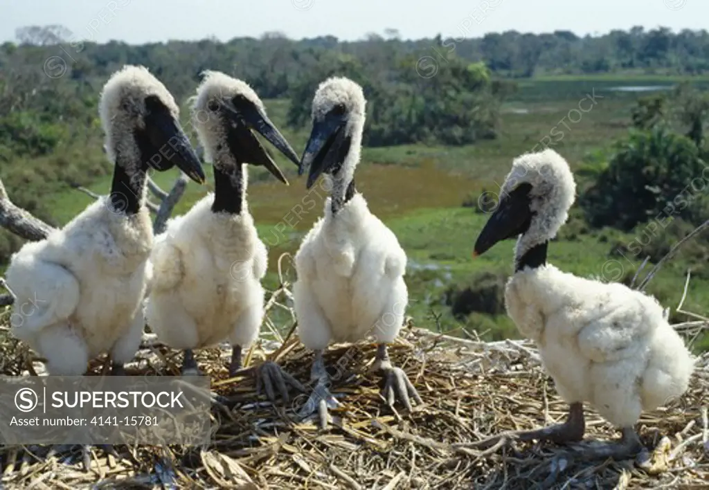 jabiru stork four young in nest jabiru mycteria brazil