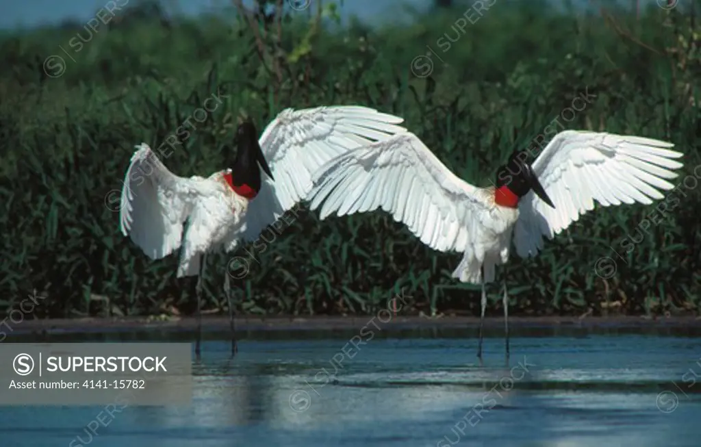 jabiru storks jabiru mycteria displaying, pantanal, brazil.