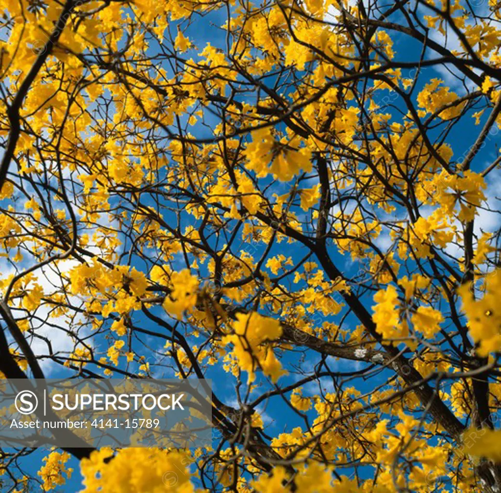 yellow ipe tree in flower tabebuia sp. sao paulo, brazil.