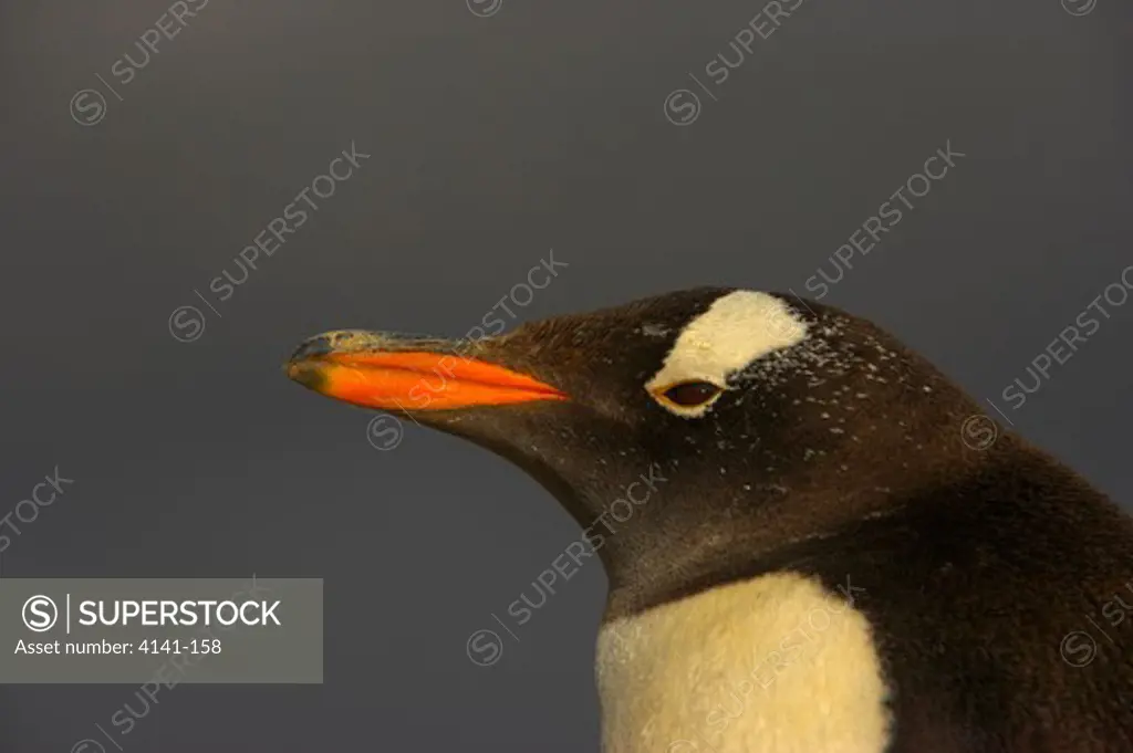 gentoo penguin close-up pygoscelis papua papua falkland islands