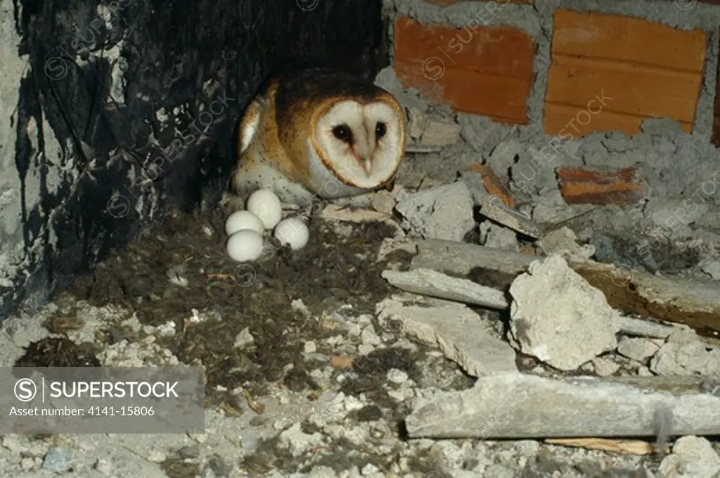 barn owl at nest in building tyto alba taim, rio grande do sul, brazil 