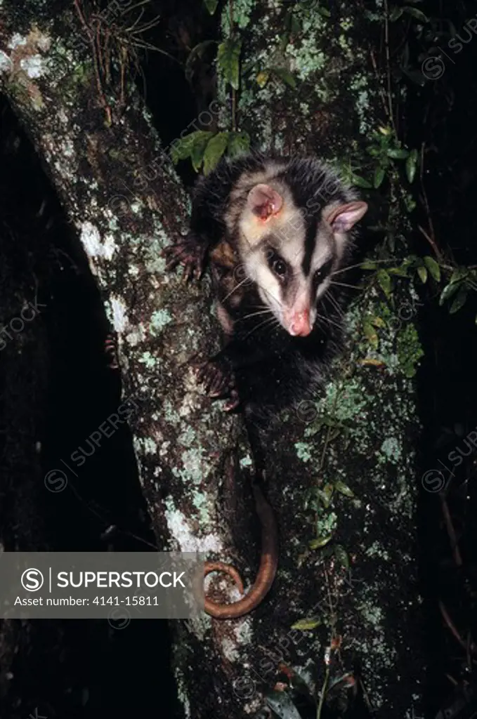white-eared opossum didelphis albiventris in fork of tree. castro, parana, southern brazil 