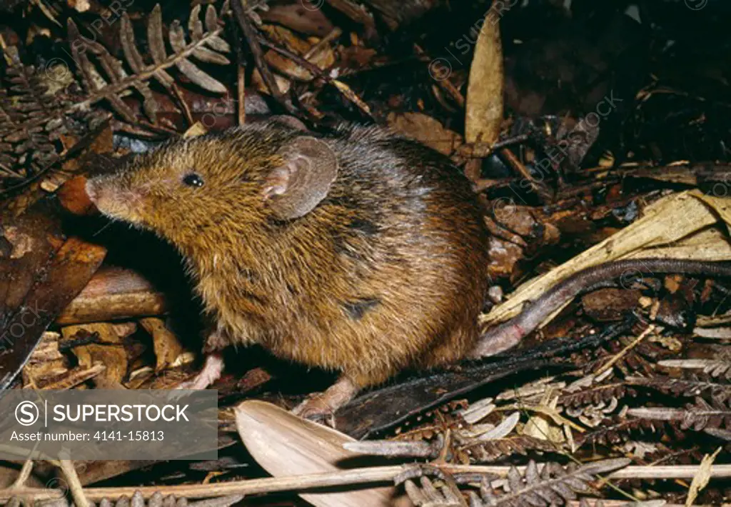 burrowing mouse april oxymecterus sp. castro, parana, sw brazil 