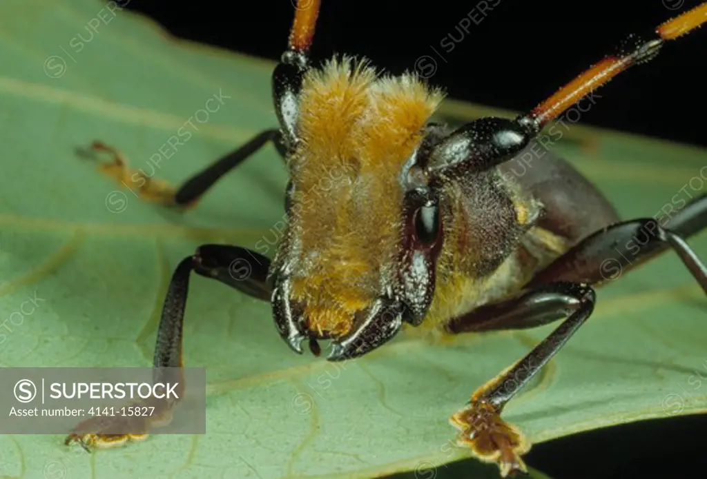 longhorn beetle dorcacerus barbatus sao carlos, sao paulo, brazil 