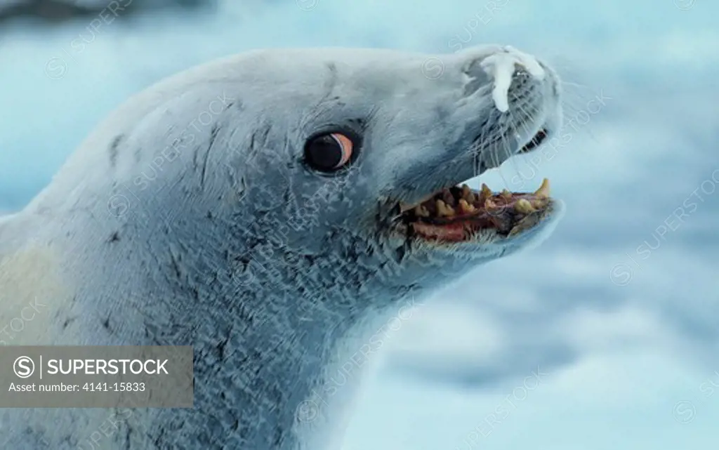 crabeater seal head detail lobodon carcinophaga king george island, antarctica 