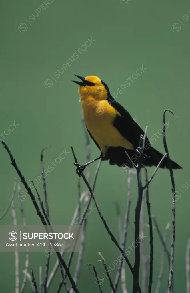 saffron-cowled blackbird xanthopsan flavius male singing rio grande do sul, brazil 