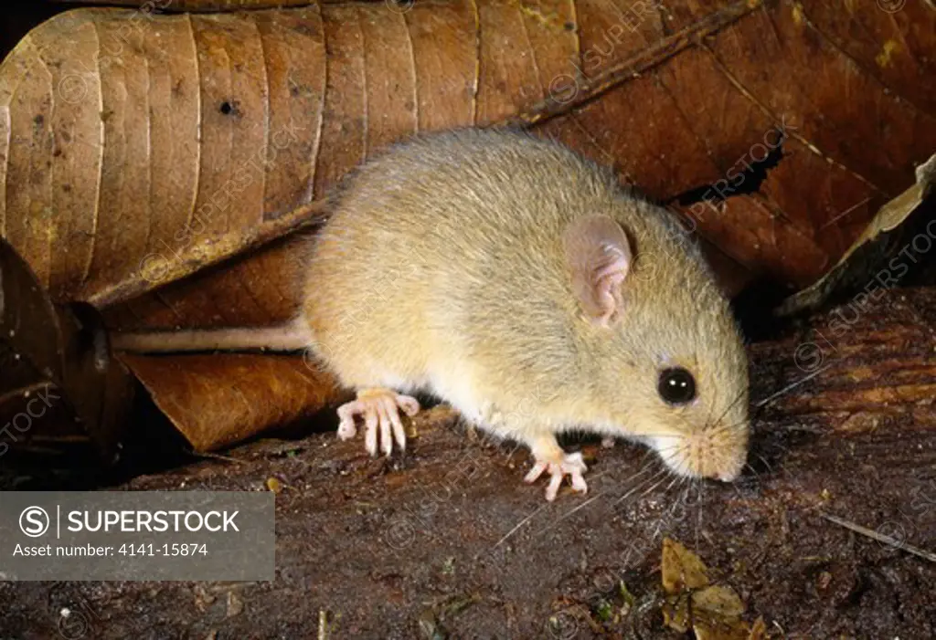 rainforest mouse hesperomys sp. atlantic rainforest, parana, brazil, south america 
