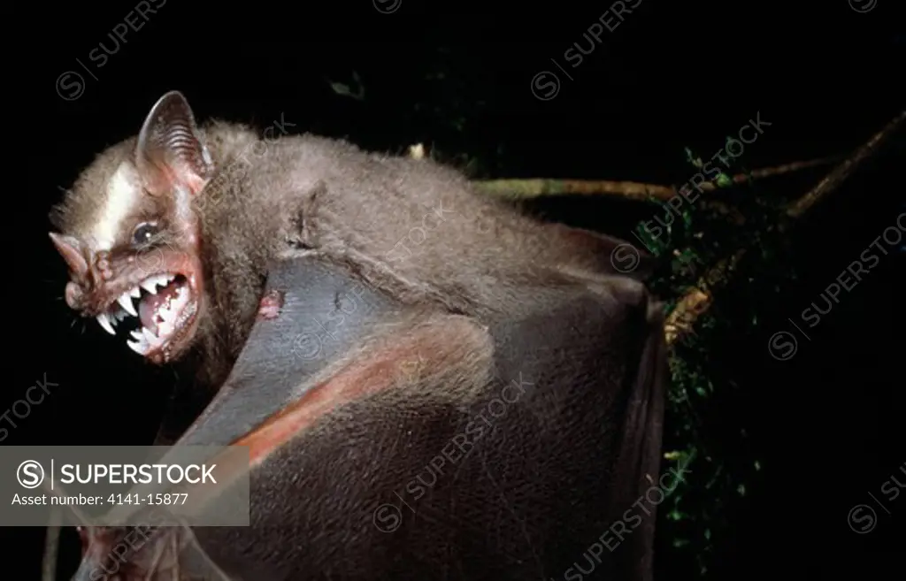 great fruit-eating bat artibeus lituratus rainforest of parana, brazil 