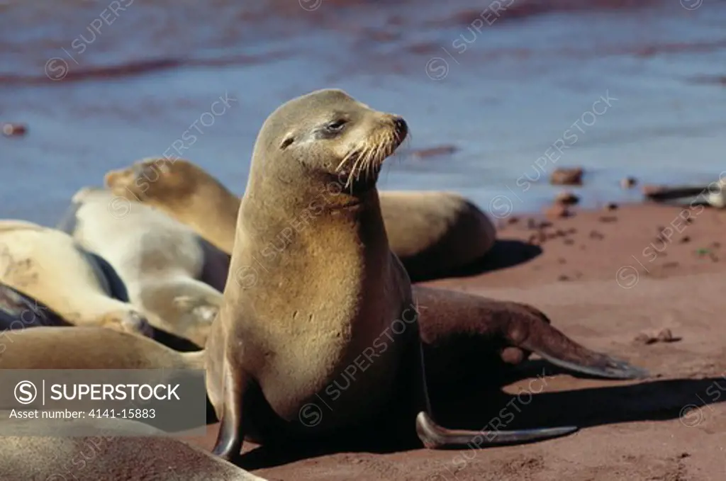 galapagos sea lion zalophus californianus wollebaeki galapagos islands, pacific