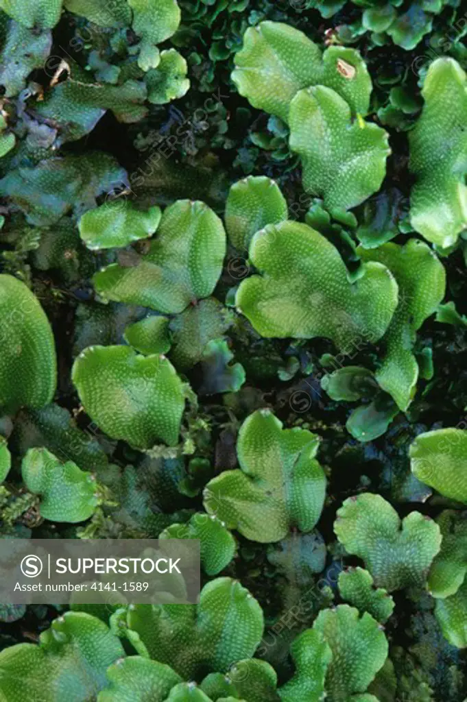 liverwort thallus (vegetative stage) conocephalum conicum severn valley, shropshire, england 