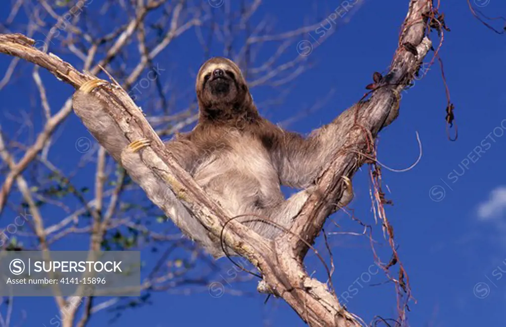 three-toed sloth bradypus tridactylus 