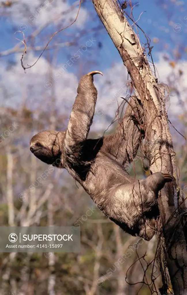 three-toed sloth bradypus tridactylus male 