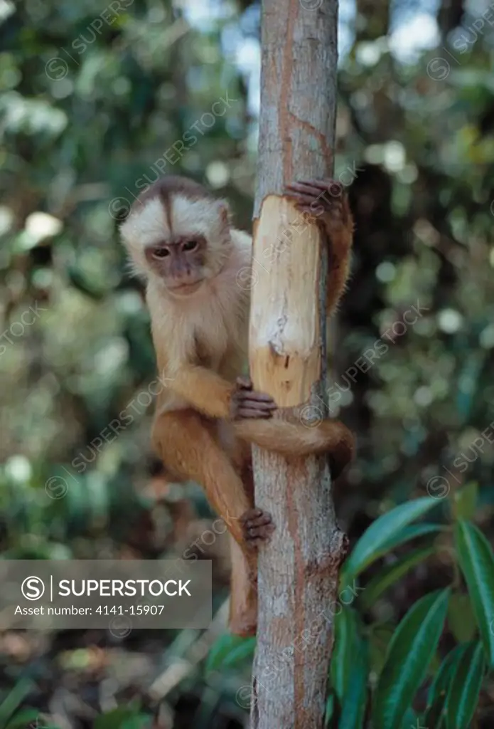 white-fronted capuchin cebus albifrons
