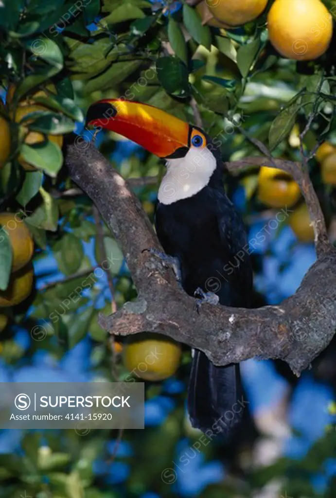 toco toucan ramphastos toco on branch amongst fruit 
