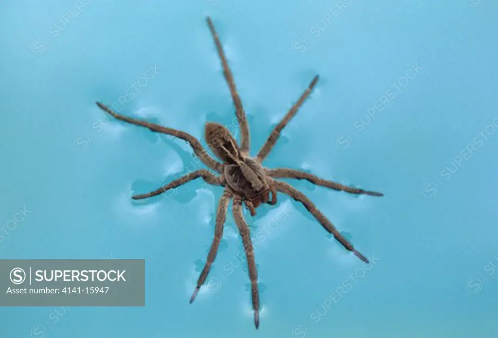 wolf spider lycosa sp. on water, sao paulo, brazil.