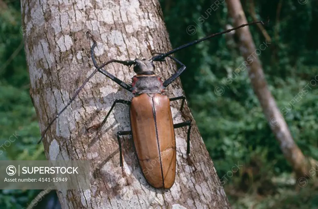 wood cutter beetle calliopogon armillatu bahia, north eastern brazil 