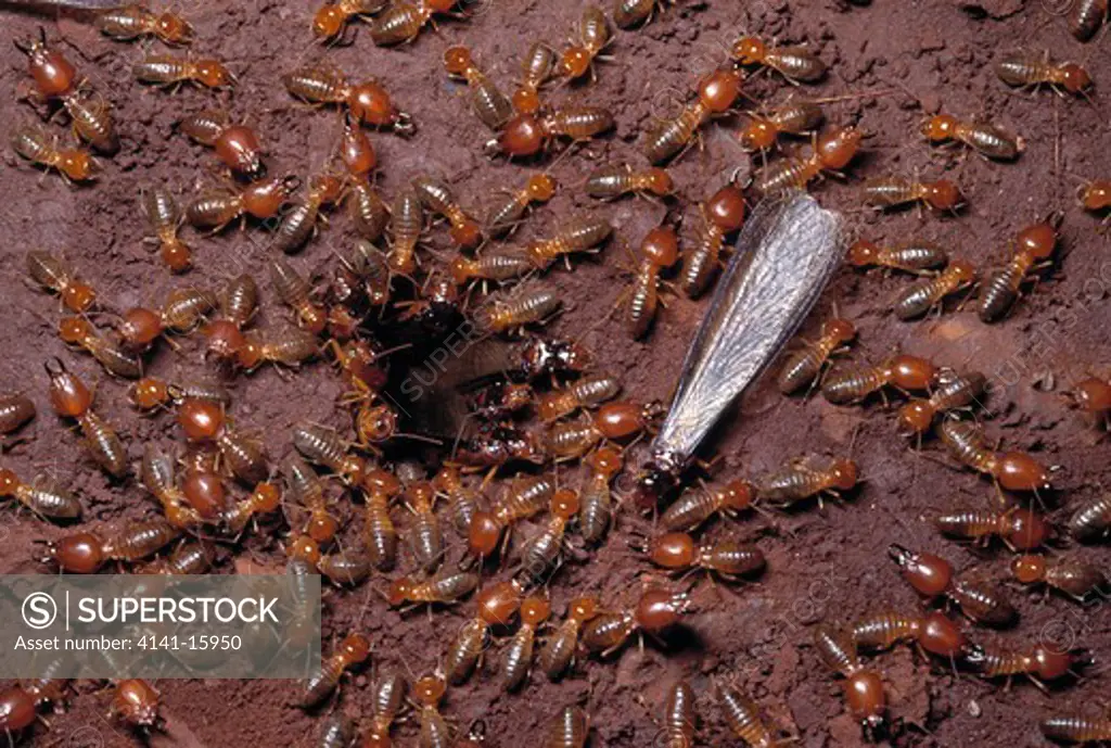 termite queen with soldiers & workers cerrado ecosystem, uberaba, minas gerais, brazil.