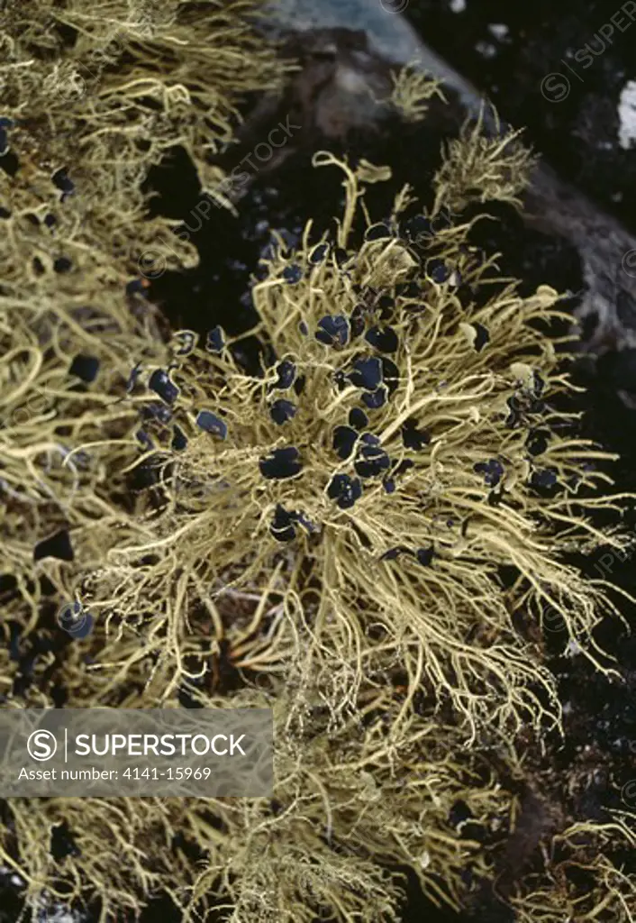 lichen usnea antarctica king george island, antarctica 