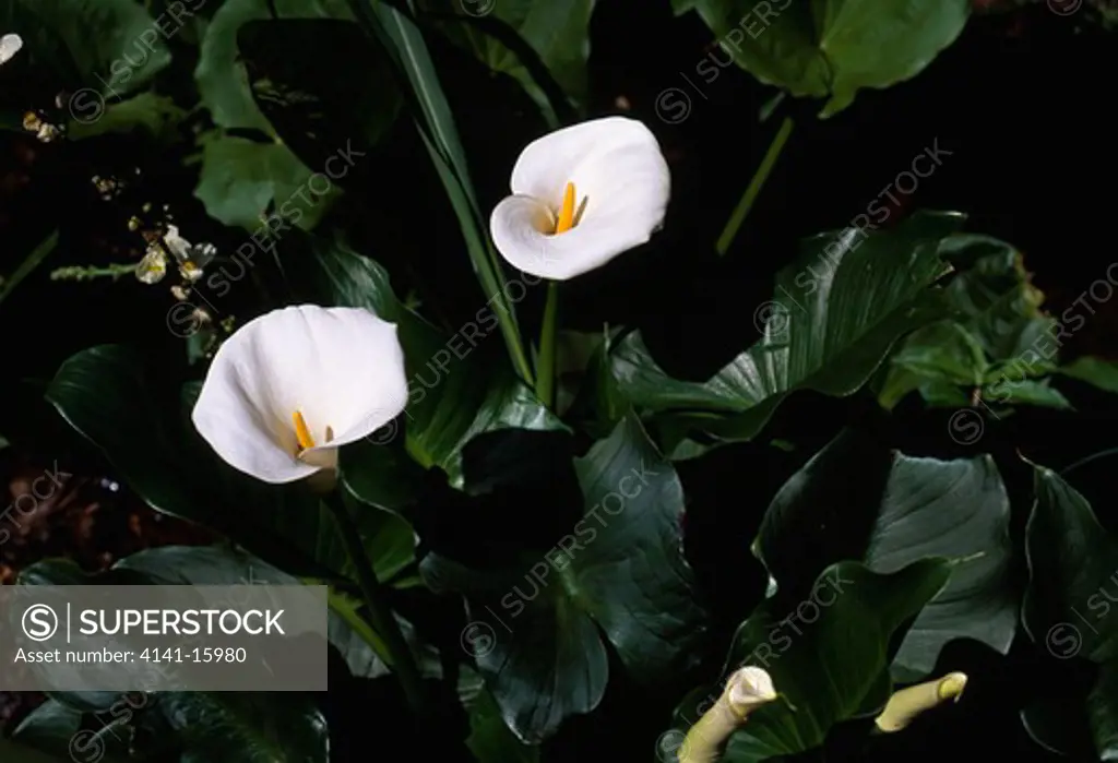 arum lily in flower zantedeschia aethiopica october parana, southern brazil