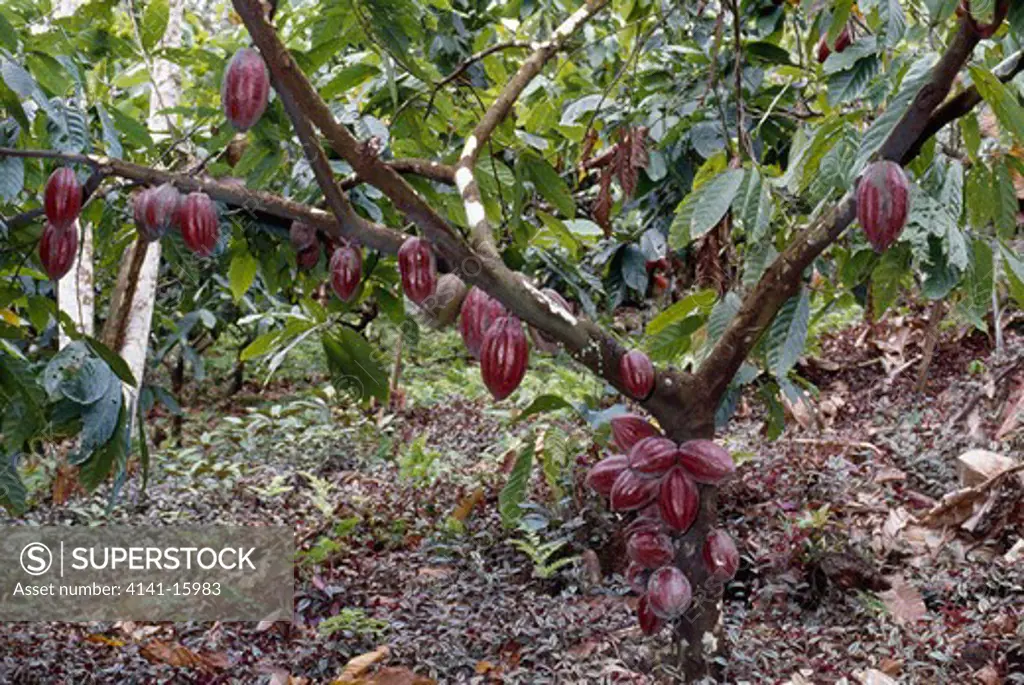 cacao tree bearing fruit theobroma cacao august. itabuna, bahia, brazil. 