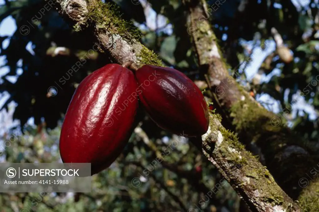 cacao or cocoa variety crioulu theobroma cacao two ripe fruits on tree. august. itabuna, bahia, brazil. 