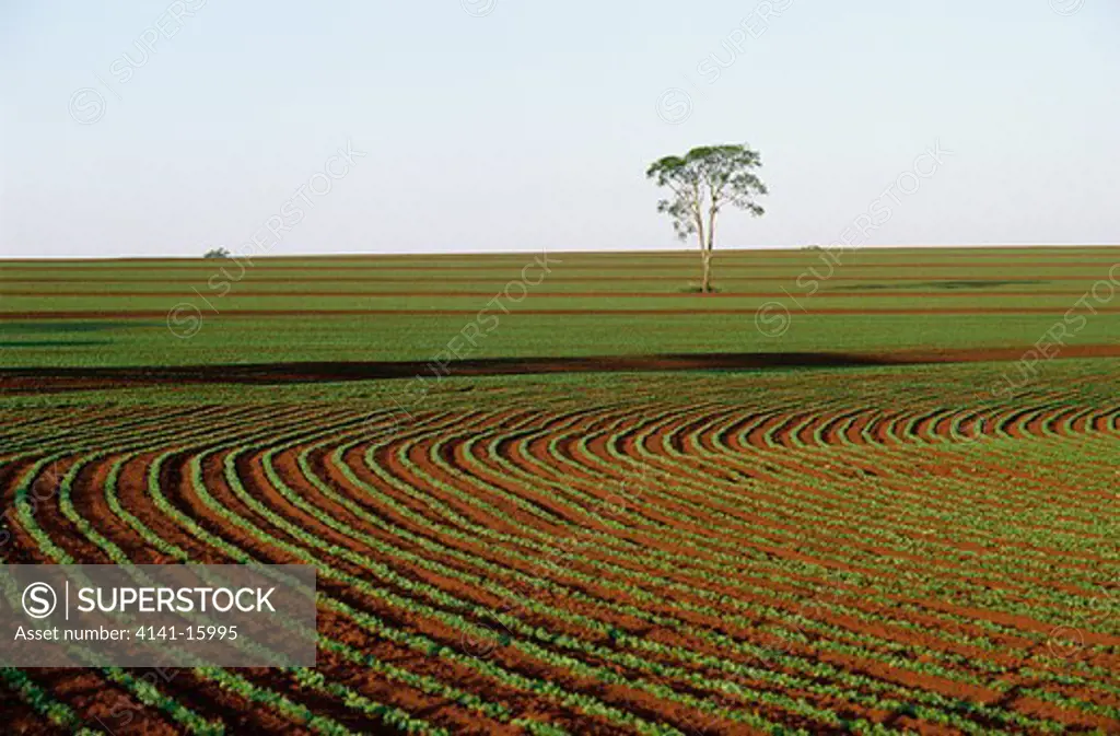 peanut crop young plants in field sao paulo, southern brazil february