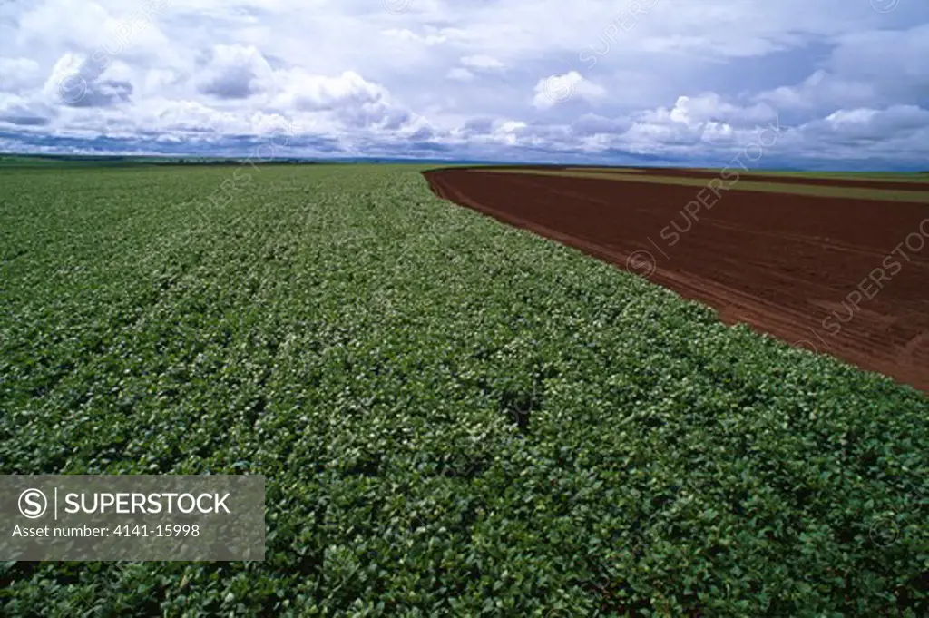 soybean field december glycine max goiatuba, goias, south central brazil