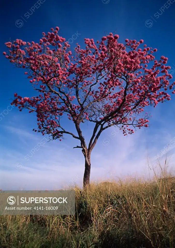 pink ipe tree in full blossom tabebuia impetiginosa july. pereira barreto, sao paulo, brazil