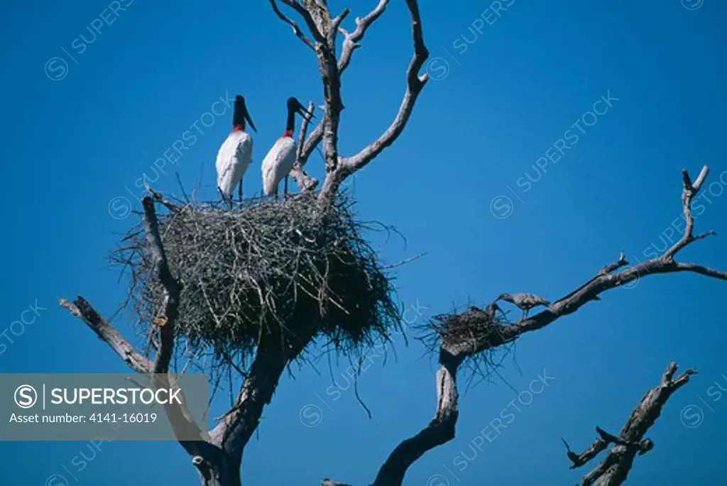 jabiru storks nesting in same tree jabiru mycteria as plumbeous ibis theristicus caerulescens brazil