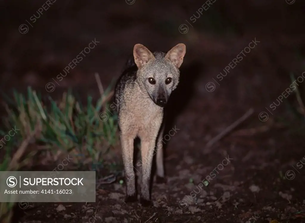 crab-eating fox at night dusicyon thous pantanal, mato grosso do sul, southern brazil