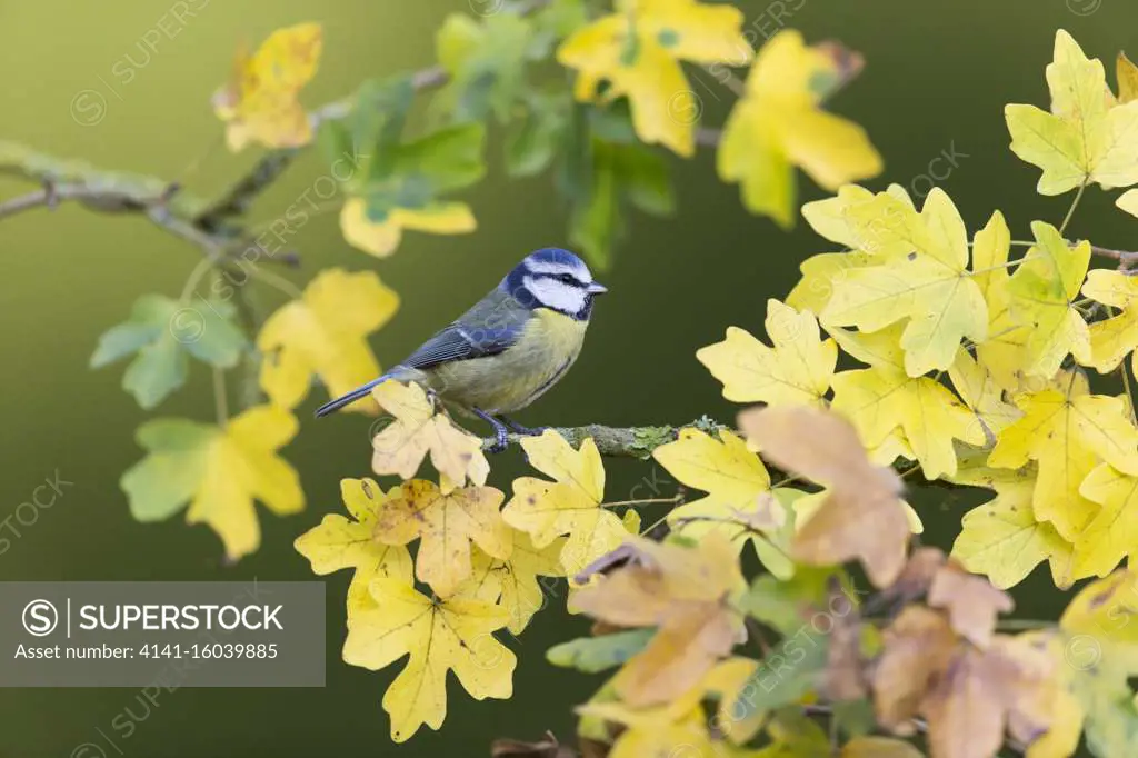 Blue Tit (Cyanistes caeruleus) adult, perched on Field Maple (Acer campestre) twig with autumn leaves, Suffolk, England, November