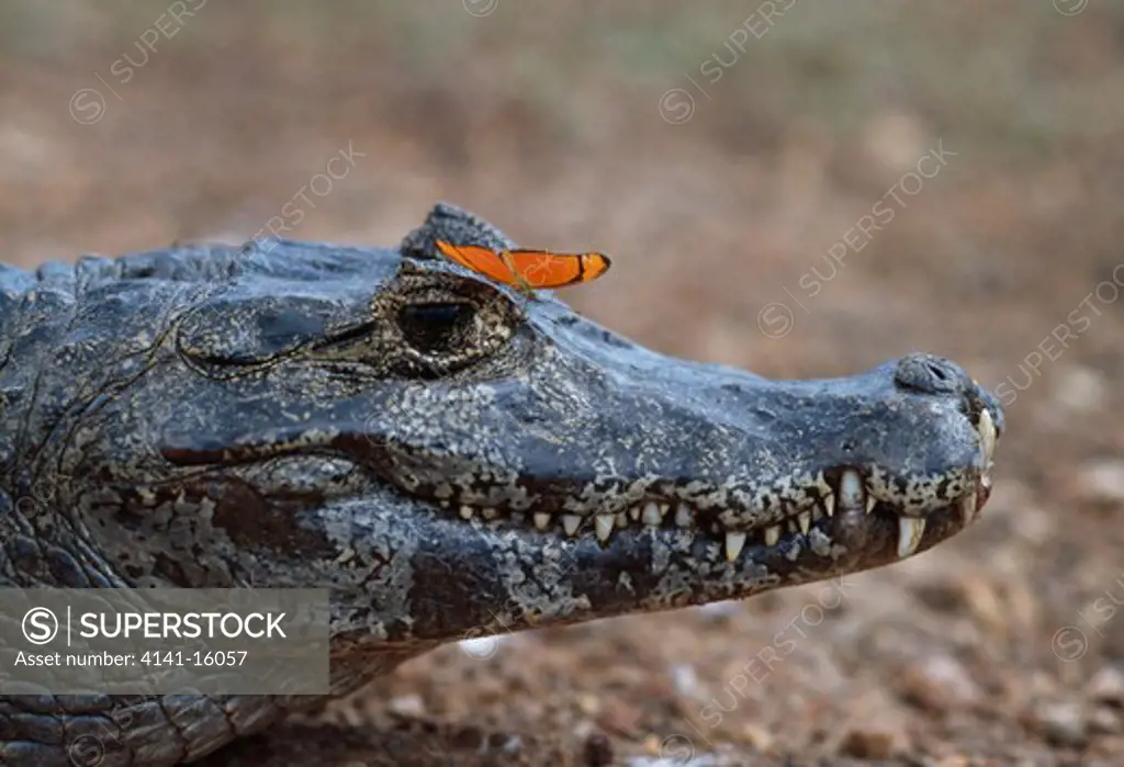 spectacled caiman with butterfly caiman crocodilus yacare on head. butterfly is dryas julia pantanal, mato grosso do sul, brazil