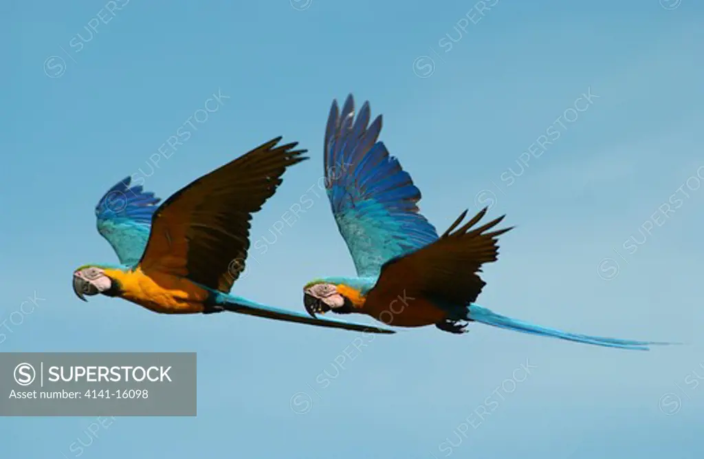 blue & yellow macaws in flight ara ararauna pantanal, brazil.