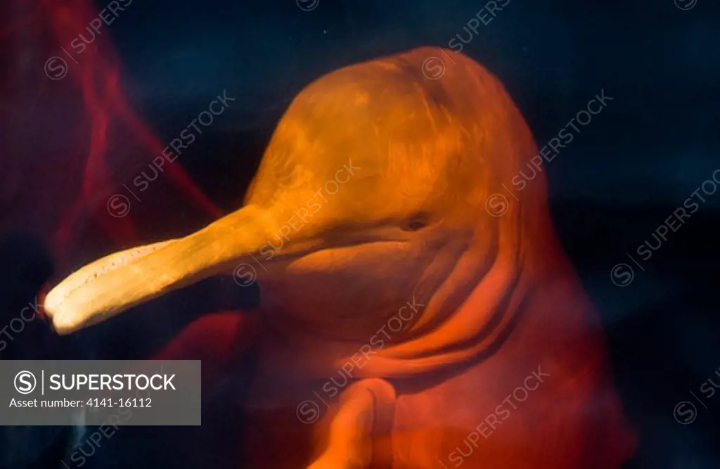 pink dolphin head detail inia geoffrensis rio negro, amazonas, brazil 
