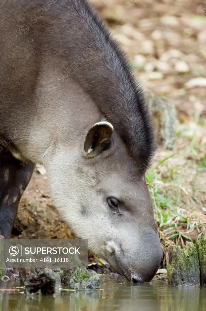 brazilian tapir drinking tapirus terrestris pantanal, brazil