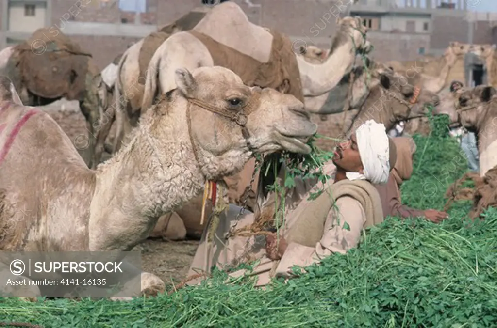 dromedary camel camelus dromedarius being fed by bedouin