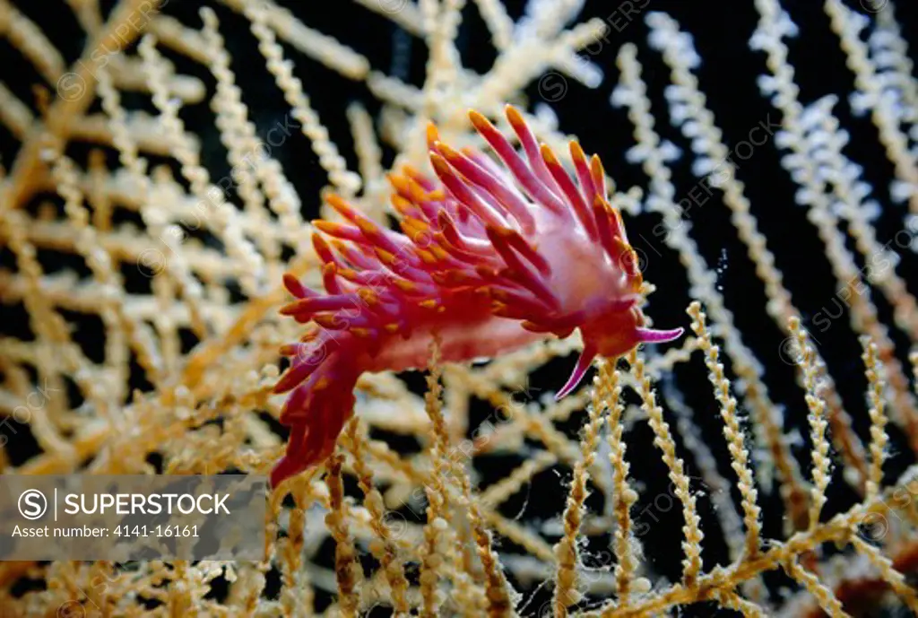 nudibranch or sea slug on hydrocoral great barrier reef, queensland